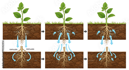 Plant growth stages with fertilizer absorption in soil root development and water uptake process