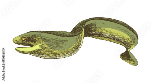 Mooray eel fish vector illustration