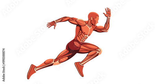 Illustration of a muscular man running with exposed muscles against a white background.