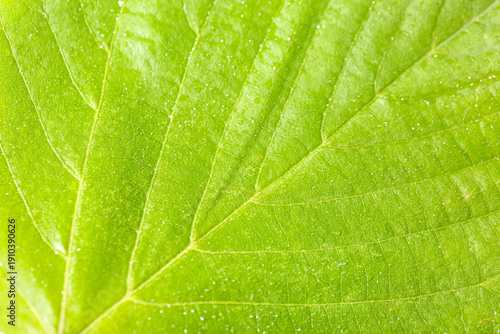 Macro view of green leaf as...