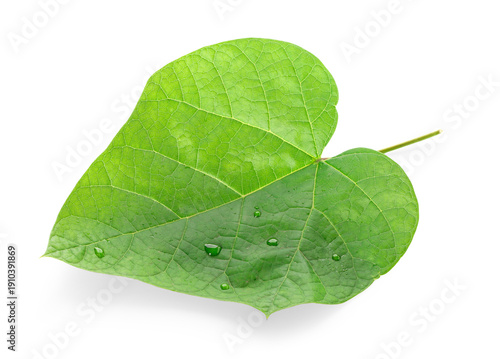 Canvastavla Green redbud tree leaf with water drops isolated on white background