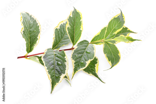 Green variegated dogwood le...