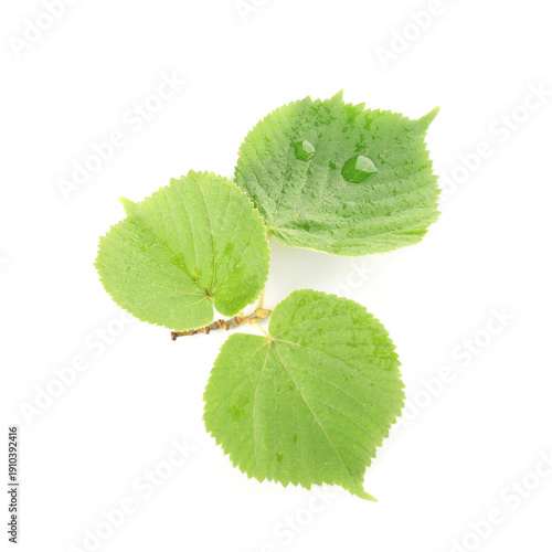 Green linden tree leaves wi...