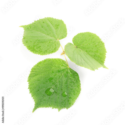 Green linden tree leaves wi...