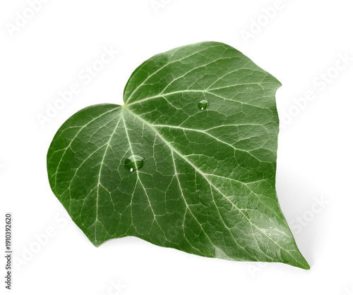 Green English ivy leaf isol...