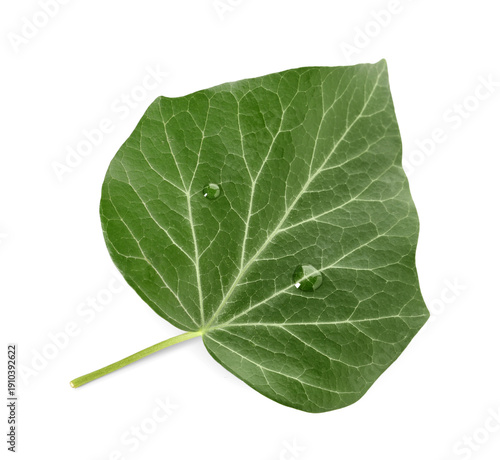 Green English ivy leaf isol...