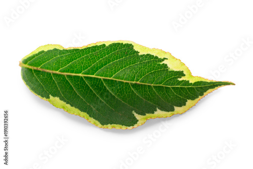Green variegated dogwood le...