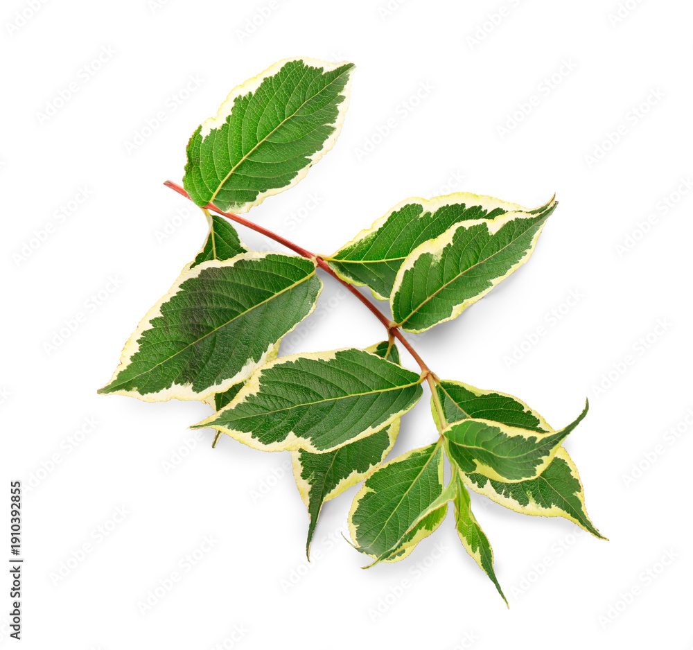 Fototapeta premium Branch with green variegated dogwood leaves isolated on white background