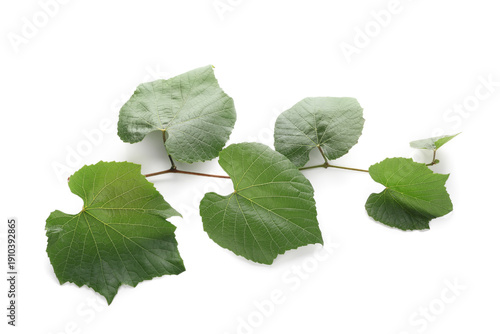 Branch with green grape lea...