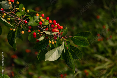 A branch of ripening wild cherries