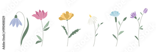 Set of beautiful single flowers. Botanical clip art for spring and summer designs. Flowers with blossoming petals isolated on white background. Vector elements