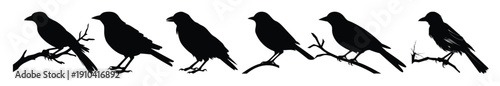  southern grey shrike bird silhouette clipart set shrike 
