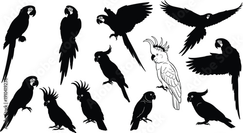 Black silhouette and line art parrot collection featuring macaws and cockatoos in flight and perched poses isolated on white background for tropical design projects
