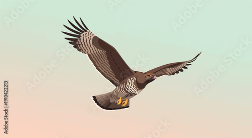 Bird of prey with outstretched wings in flight against a gradient sky