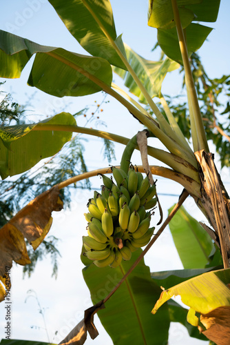 Wallpaper Mural Cluster of Green Bananas Hanging from a Banana Tree in a Tropical Garden with Blue Sky Torontodigital.ca