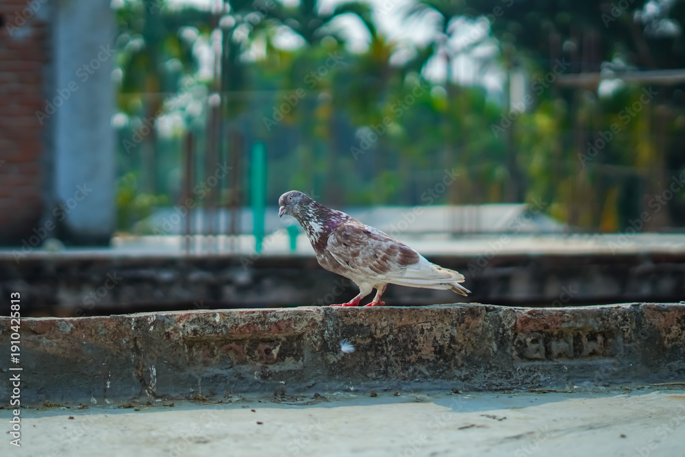Obraz premium White Pigeon in Urban Wildlife Photography Scene