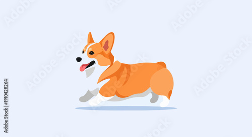An adorable short-legged dog with orange and white fur is running joyfully