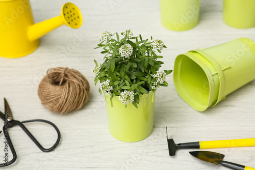 Pot with beautiful plant an...