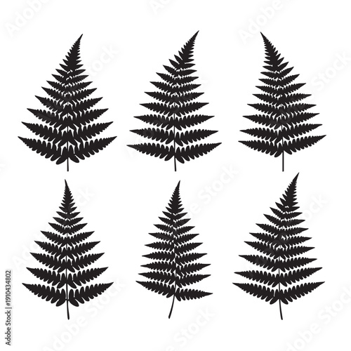 Six Silhouette Fern Fronds Isolated on White Background Design Element