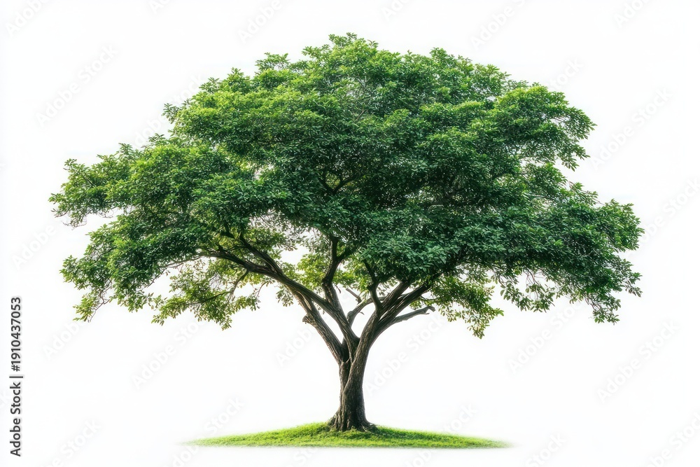 Obraz premium solitary broad green deciduous tree with wide spreading canopy on a small grassy mound, serene and peaceful mood