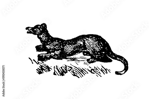 Konstfotografi European polecat, a small carnivorous mammal with dark fur and masked face, showing detailed zoological illustration and wild mustelid characteristics, old vintage illustration, 1897