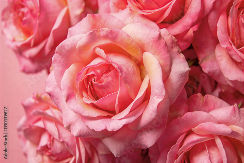 pink lush roses, holiday decoration background, birthday, valentine's day, wedding, artificial intelligence generator, AI, neural network image. background for the design