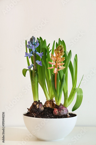 Beautiful hyacinth plants i...