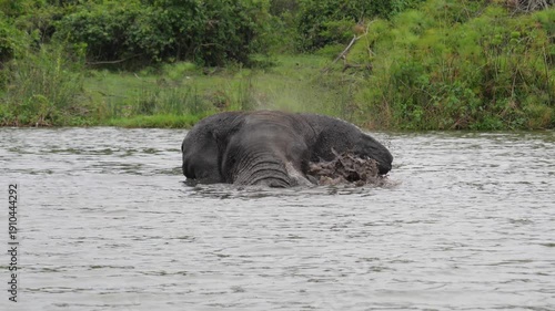 Adult african bush elephant submerging and emerging from tranquil river waters in natural habitat. Animal showcasing its immense size and powerful presence in wild. Elephant cools down in pond in heat