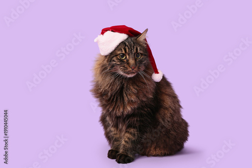 Cute cat in Santa hat sitti...