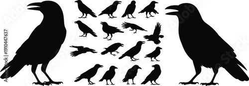 Black Crow and Raven Silhouette Vector Collection Featuring Various Flying Perching and Calling Poses Isolated on White Background for Gothic Halloween and Nature Design Projects