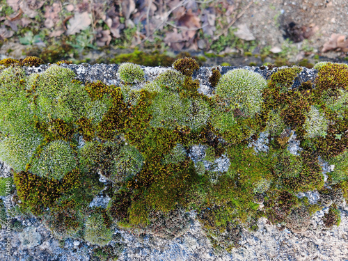 Growing moss on the concrete