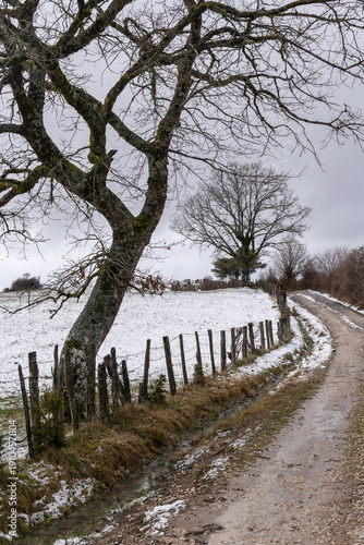 Solitary trees among snowy meadows. Aezkoa Valley, Navarre.