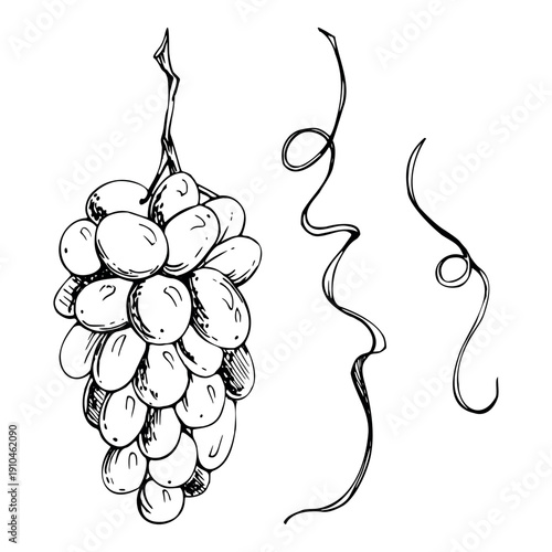 Hand drawn bunch of muscat rounded grapes, vineyard tendrils. Rustic botanical ink illustration isolated for logos, winery identity, organic produce labels, culinary prints, artisan product packaging.