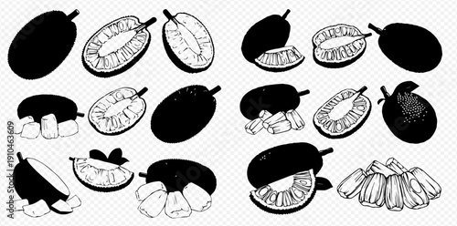 Set of hand-drawn jackfruit illustrations, whole and cut, showcasing tropical fruit details.