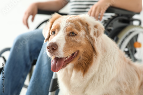 Service dog near woman in w...