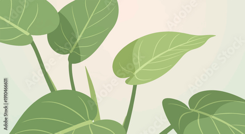 Close-up of large, smooth, green leaves with visible veins against a soft, muted background