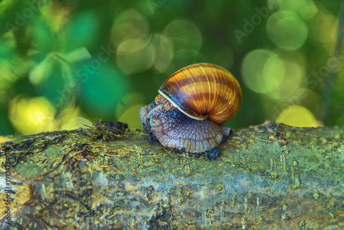 Close-up of a brown snail on a green background with bokeh effect