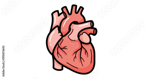 Anatomical Illustration of a Human Heart with Detailed Vessels.