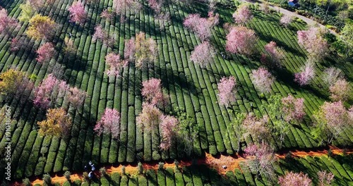Wallpaper Mural Aerial view of Cherry Blossom Scenery in Tea Garden, Da Lat, Vietnam in the morning. Torontodigital.ca