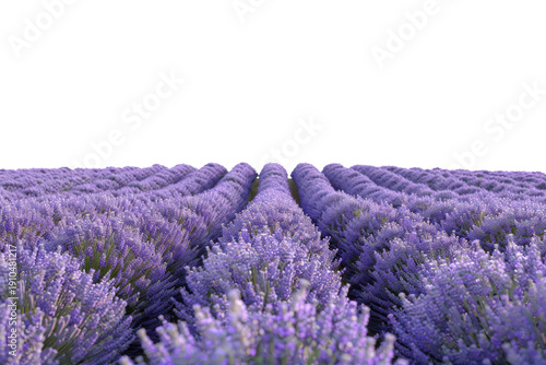 Dense lavender field showcasing vibrant purple blooms in harmony.