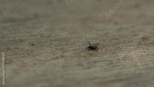 a forest tick on a wooden board