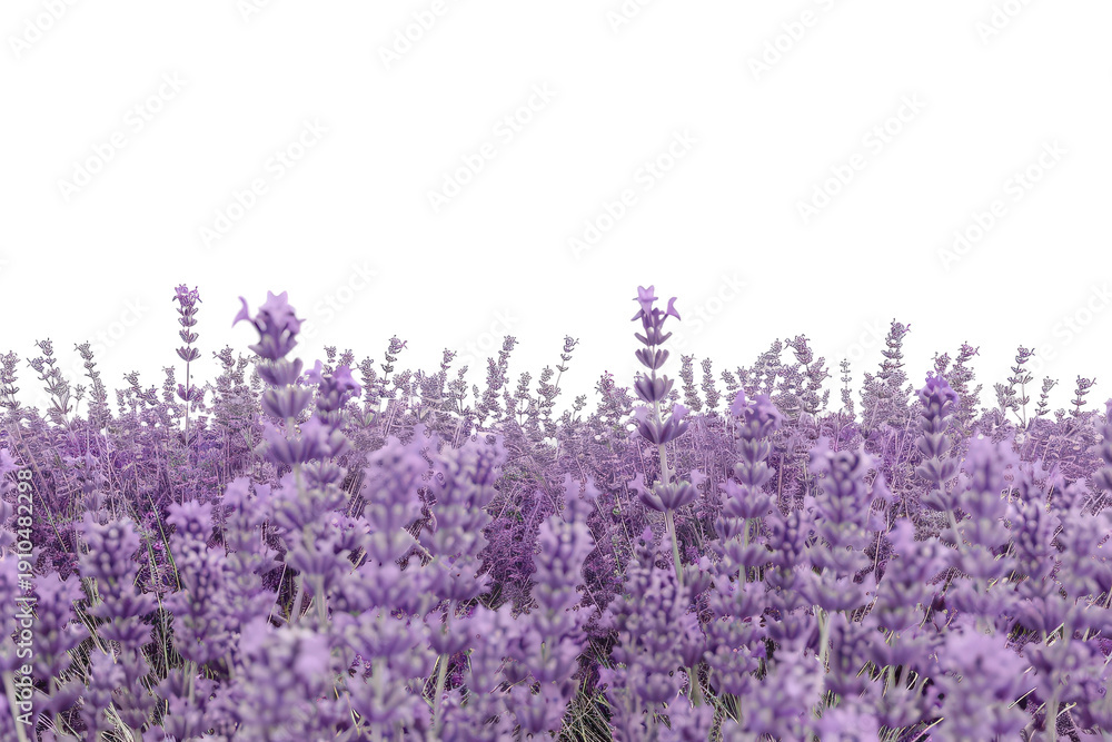 Obraz premium Close view of purple lavender plants with blooming petals.