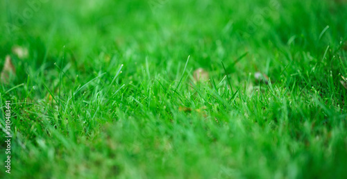 Close-up of fresh green grass with soft bokeh background.