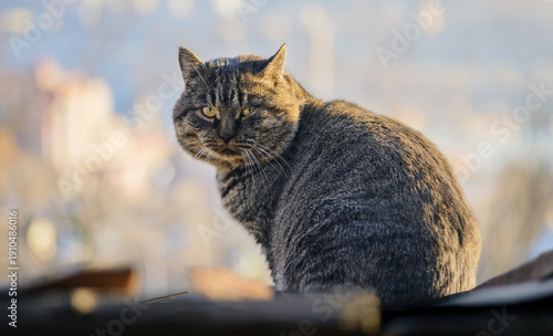 Serious tabby cat sitting outdoors on a rooftop at sunset.