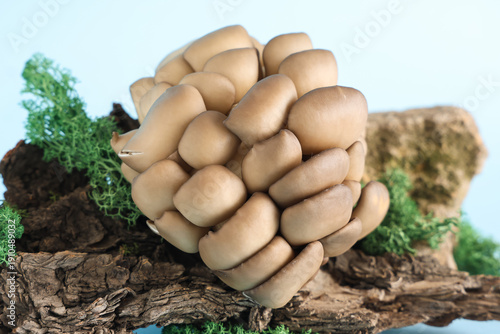 Fresh oyster mushrooms with...