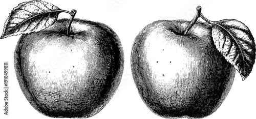 Detailed engraved apple illustration set for vintage design
