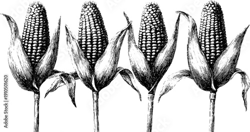 Engraved corn on stick set with bold black lines for retro design and print