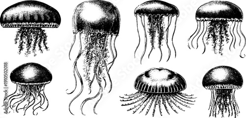 Vintage hand-drawn illustration of deep sea jellyfish collection for retro design projects