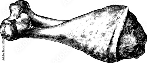 Vintage engraved illustration of fried chicken leg for culinary design