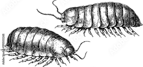 Detailed engraved illustration set of giant isopod marine creatures for retro design